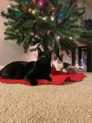 Lost Female Cat last seen Mission and old grove Oceanside, Oceanside, CA 92057
