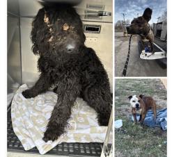 Found/Stray Unknown Dog last seen Gary Animal Control Strays, Gary, IN 46402