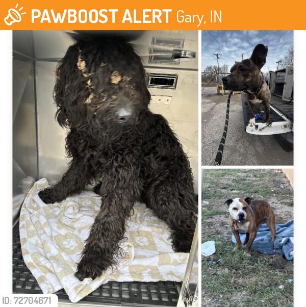 Found/Stray Unknown Dog last seen Gary Animal Control Strays, Gary, IN 46402
