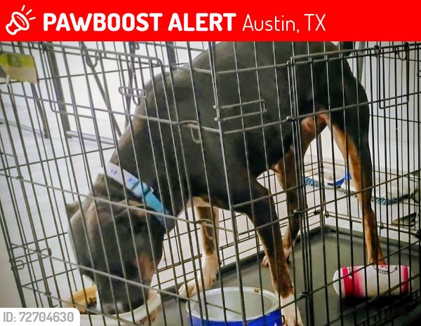 Lost Female Dog last seen Manor rd and wheeles, Austin, TX 78701