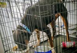 Lost Female Dog last seen Manor rd and wheeles, Austin, TX 78701