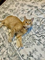 Lost Female Cat last seen By the Dugout in Otterbein, Otterbein, IN 47970