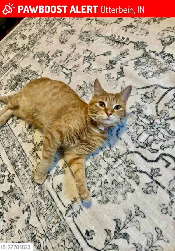 Lost Female Cat last seen By the Dugout in Otterbein, Otterbein, IN 47970