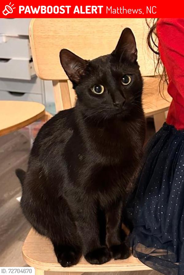 Lost Male Cat last seen Rosedown Drive near Margaret Wallace and Sam Newell, Matthews, NC 28105