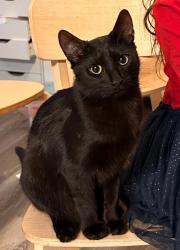 Lost Male Cat last seen Rosedown Drive near Margaret Wallace and Sam Newell, Matthews, NC 28105