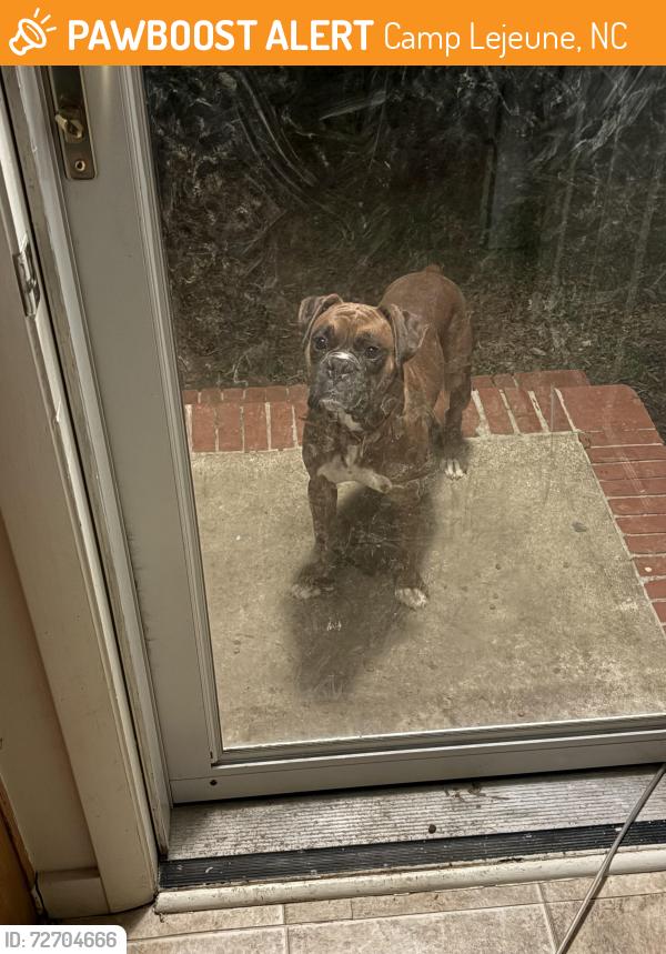 Found/Stray Male Dog last seen Alabama ave, Camp Lejeune, NC 28547