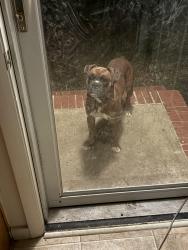 Found/Stray Male Dog last seen Alabama ave, Camp Lejeune, NC 28547