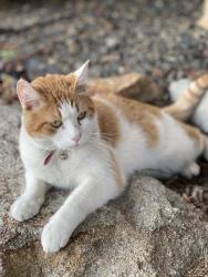 Lost Male Cat last seen Warm springs Mesa , Boise, ID 83712
