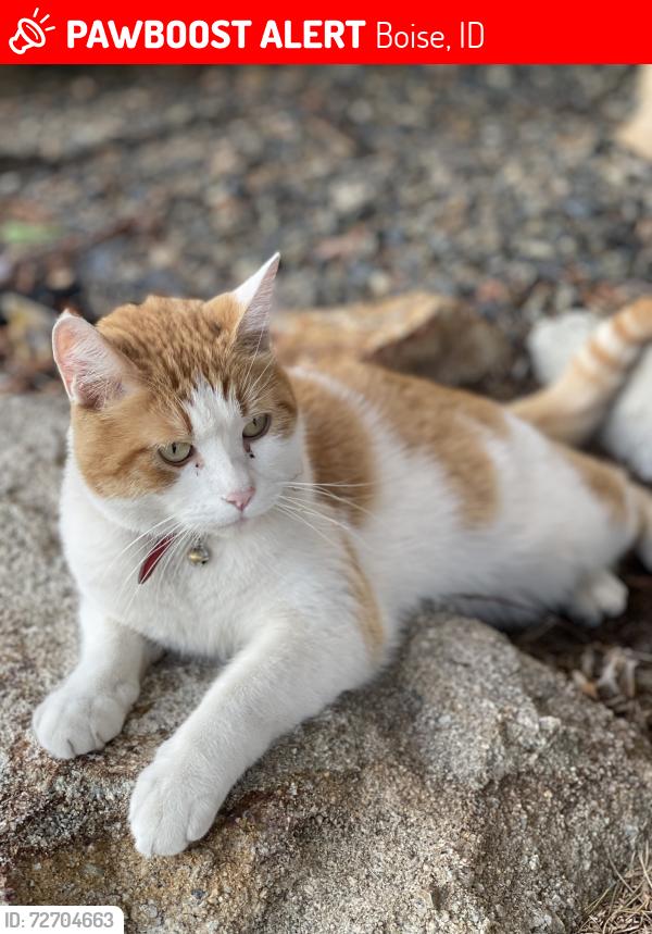 Lost Male Cat last seen Warm springs Mesa , Boise, ID 83712
