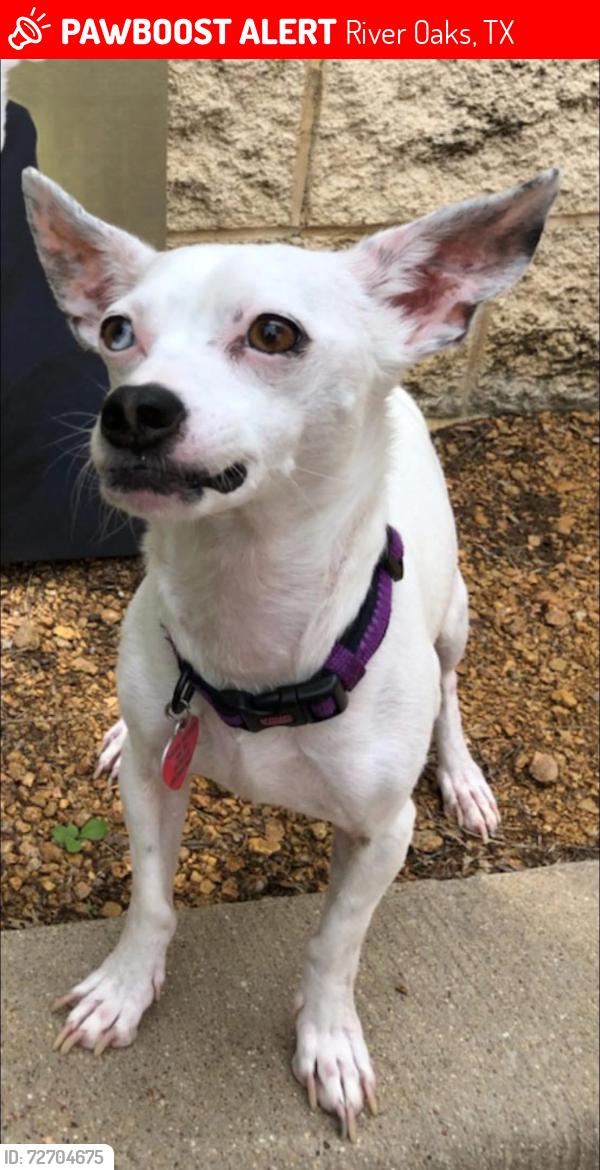 Lost Male Dog last seen Hassett Ave, River Oaks, TX 76114