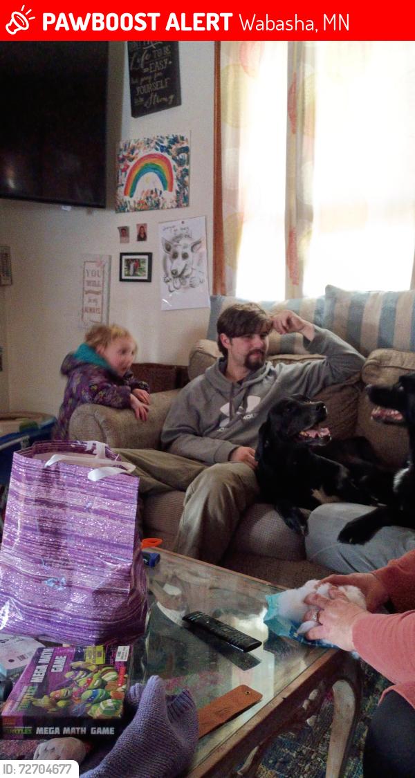 Lost Male Dog last seen Hwy 61 , Wabasha, MN 55981