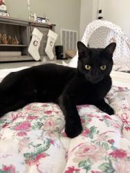 Lost Female Cat last seen Altamira st NW, Palm Bay, FL 32907
