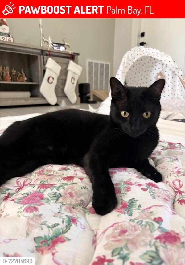 Lost Female Cat last seen Altamira st NW, Palm Bay, FL 32907