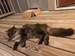 Found/Stray Unknown Cat last seen N Chestnut St, Chaska, MN 55318