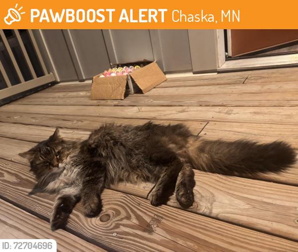 Found/Stray Unknown Cat last seen N Chestnut St, Chaska, MN 55318
