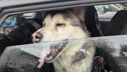 Found/Stray Male Dog last seen Yakima ave 43rd, Tacoma, WA 98408