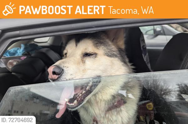 Found/Stray Male Dog last seen Yakima ave 43rd, Tacoma, WA 98408