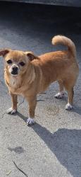 Lost Female Dog last seen Percy and ditman, Los Angeles, CA 90023