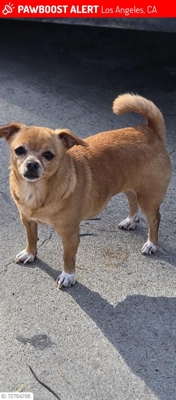 Lost Female Dog last seen Percy and ditman, Los Angeles, CA 90023