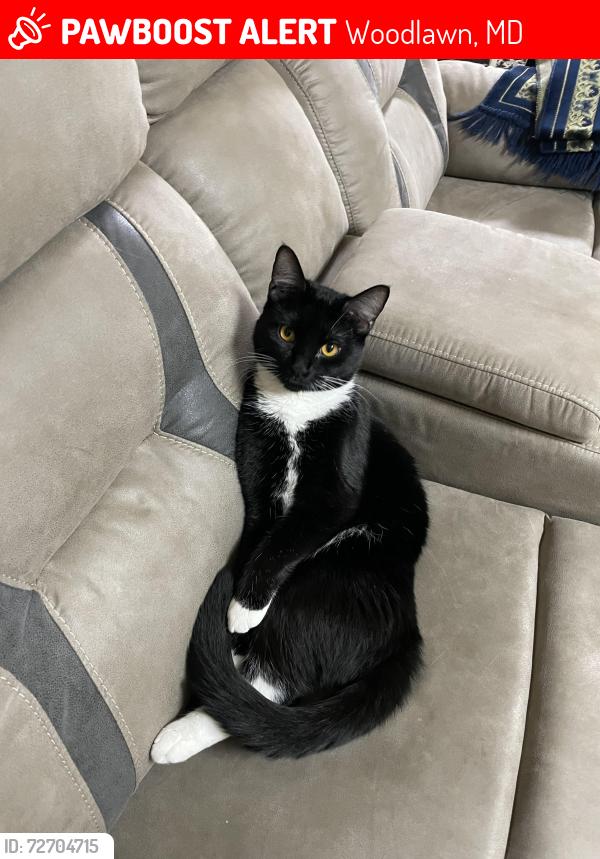 Lost Male Cat last seen Gladstone Rd by Johnny Cake Rd, Woodlawn, MD 21244