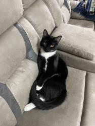 Lost Male Cat last seen Gladstone Rd by Johnny Cake Rd, Woodlawn, MD 21244