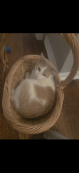 Lost Male Cat last seen Marcia ave, Independence, MO 64050