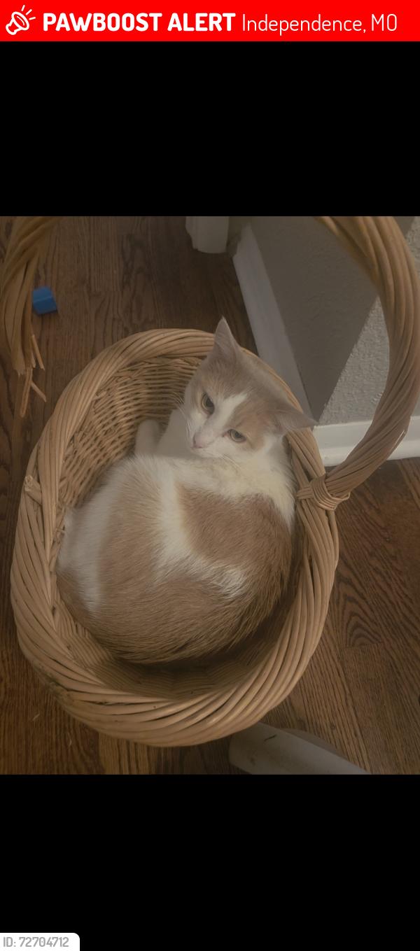 Lost Male Cat last seen Marcia ave, Independence, MO 64050