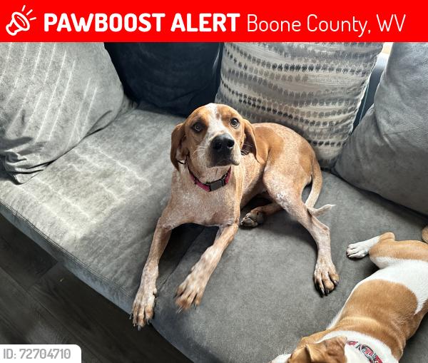 Lost Female Dog last seen Williams Mtn, Boone County, WV 25181