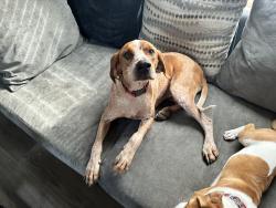Lost Female Dog last seen Williams Mtn, Boone County, WV 25181