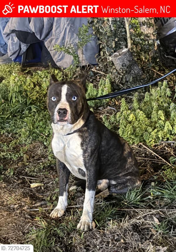 Lost Unknown Dog last seen Highpoint Rd, Winston-Salem, NC 27101