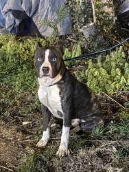 Lost Unknown Dog last seen Highpoint Rd, Winston-Salem, NC 27101