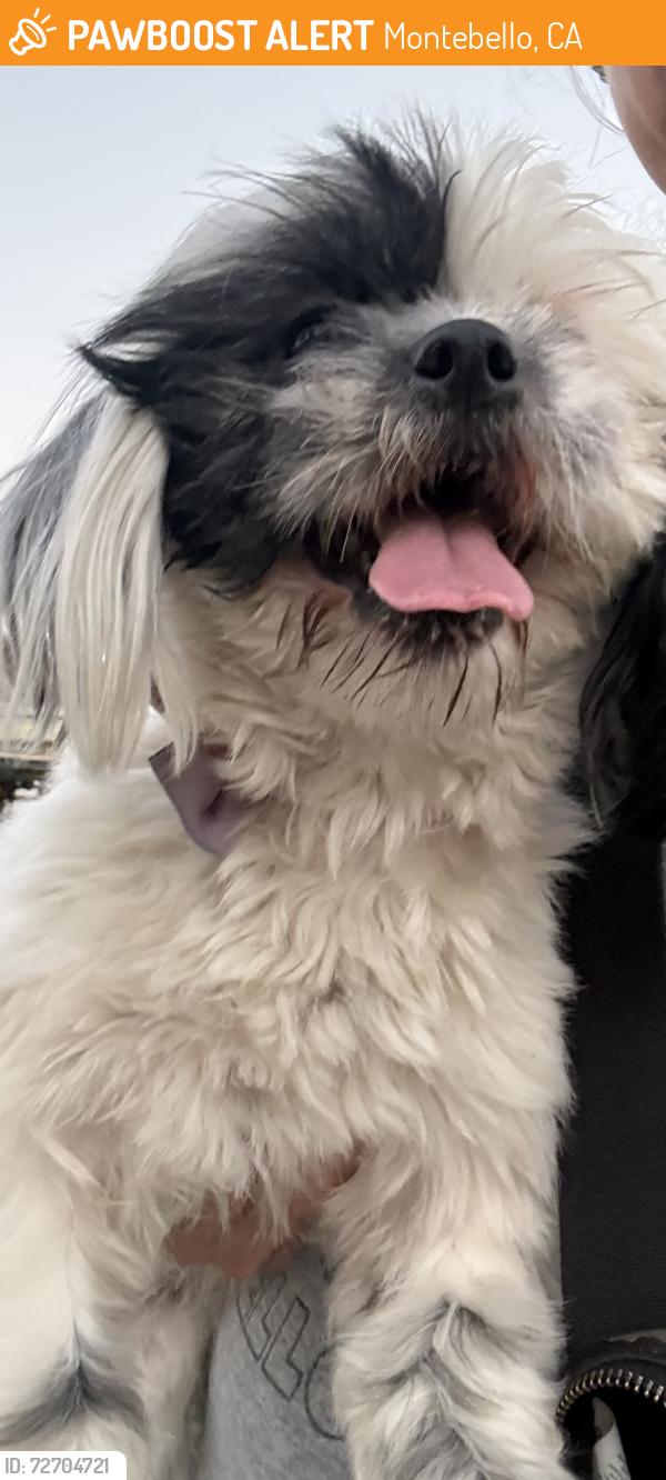 Found/Stray Female Dog last seen Lincoln and Poplar, Montebello, CA 90640
