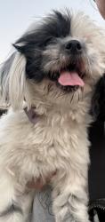 Found/Stray Female Dog last seen Lincoln and Poplar, Montebello, CA 90640