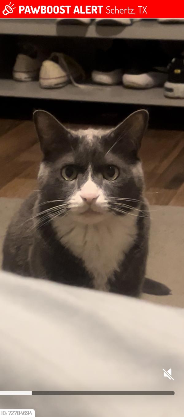 Lost Male Cat last seen Elm Leaf Ln in Pecan Grove neighborhood , Schertz, TX 78154