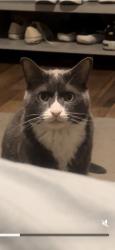 Lost Male Cat last seen Elm Leaf Ln in Pecan Grove neighborhood , Schertz, TX 78154