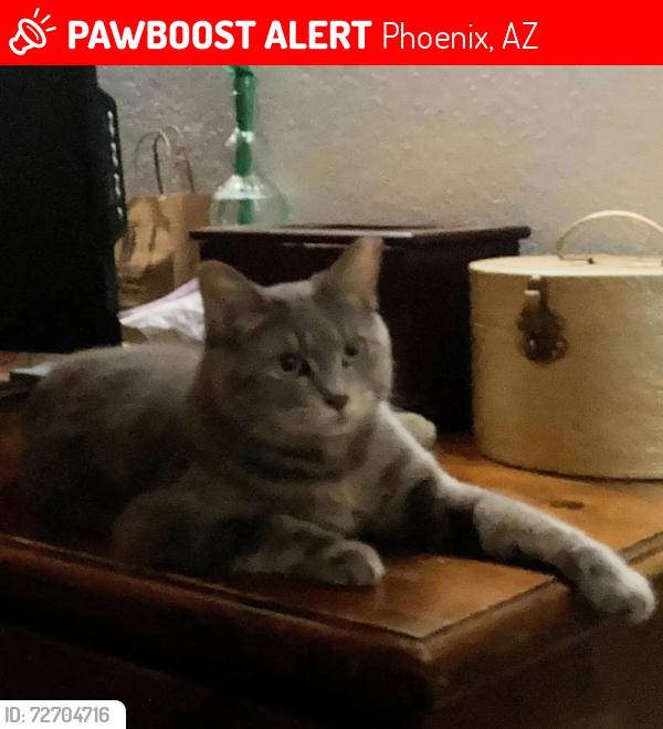 Lost Female Cat last seen 33rd ave and Bethany , Phoenix, AZ 85017
