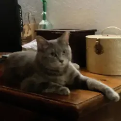 Lost Female Cat last seen 33rd ave and Bethany , Phoenix, AZ 85017