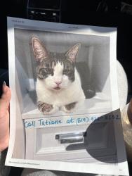 Lost Male Cat last seen Planter Paradise, El Cajon, CA 92020