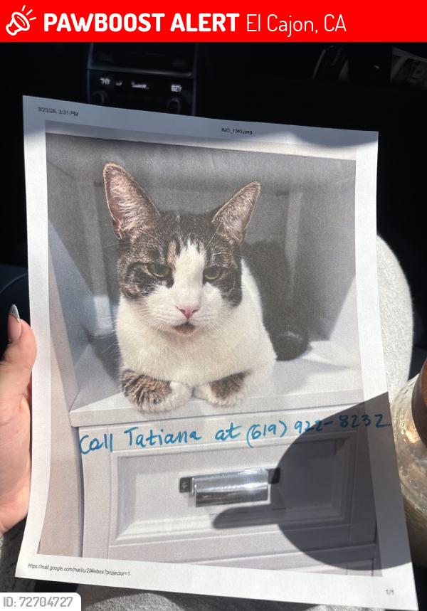 Lost Male Cat last seen Planter Paradise, El Cajon, CA 92020