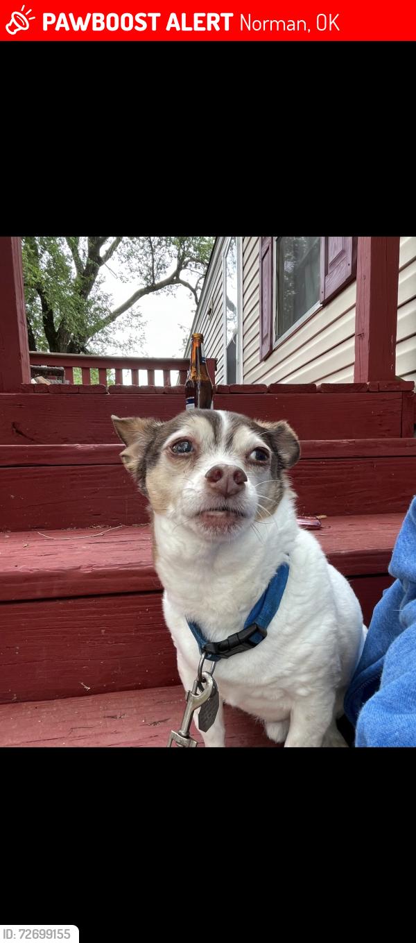 Lost Male Dog last seen Flood/Stubbeman/Rock Creek/Robinson, Norman, OK 73069