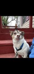 Lost Male Dog last seen Flood/Stubbeman/Rock Creek/Robinson, Norman, OK 73069