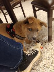 Lost Male Dog last seen Lowe's on Smokey park , Asheville, NC 28806
