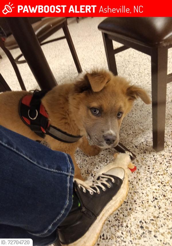 Lost Male Dog last seen Lowe's on Smokey park , Asheville, NC 28806