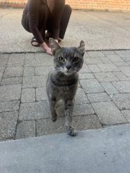 Found/Stray Male Cat last seen Beverly , Brooklyn, NY 11226