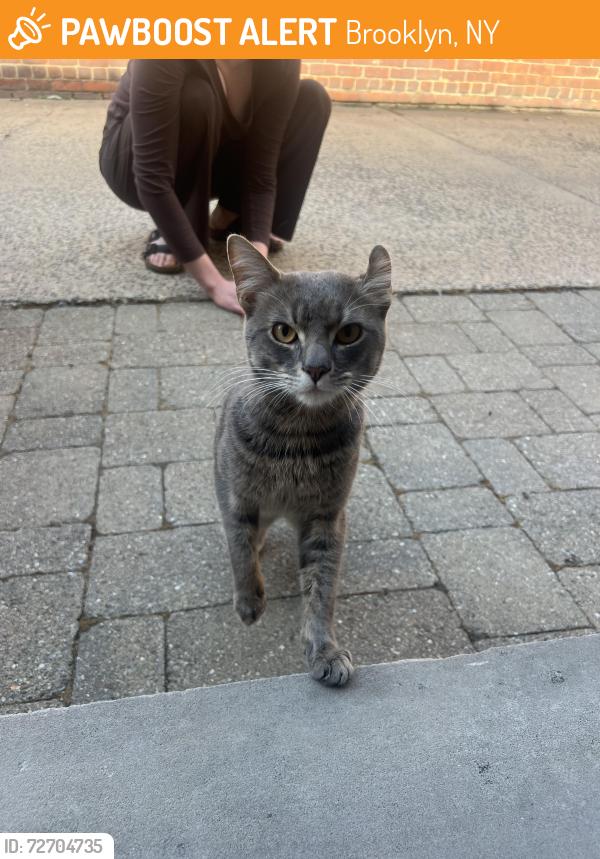 Found/Stray Male Cat last seen Beverly , Brooklyn, NY 11226