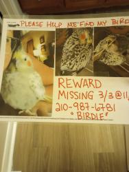 Lost Female Bird last seen Camp Bullis and I10 area, San Antonio, TX 78256