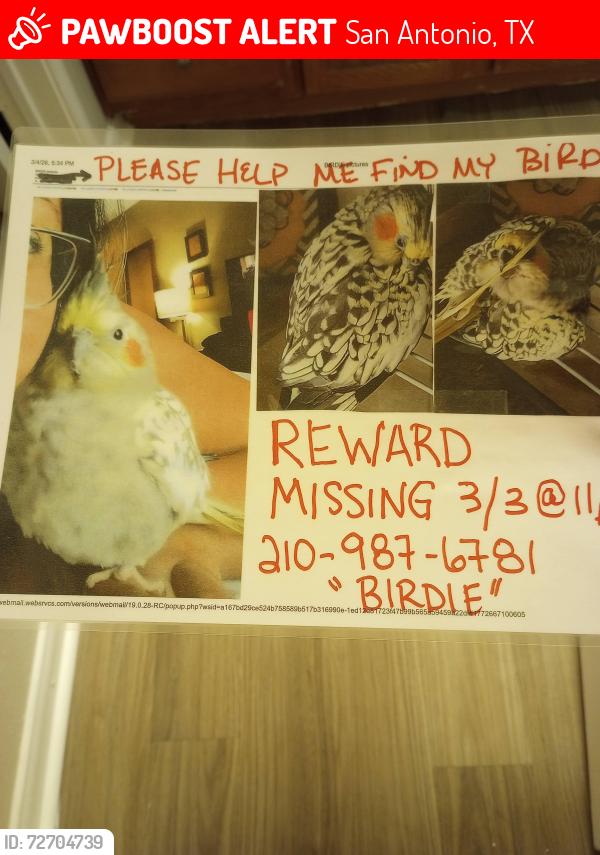 Lost Female Bird last seen Camp Bullis and I10 area, San Antonio, TX 78256