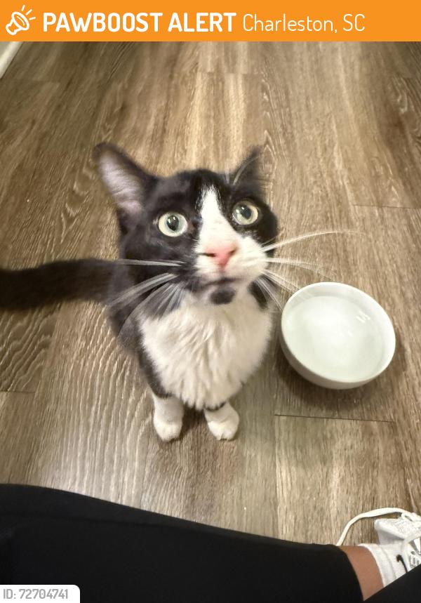 Found/Stray Male Cat last seen Near west apmt wooded area, Charleston, SC 29414