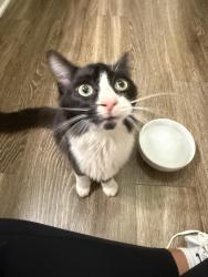 Found/Stray Male Cat last seen Near west apmt wooded area, Charleston, SC 29414