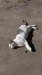 Found/Stray Unknown Cat last seen Planet Fitness, Katy, TX 77494
